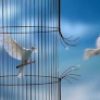 Libération oiseaux cage-mini